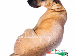 Gối ôm 3D hình chó